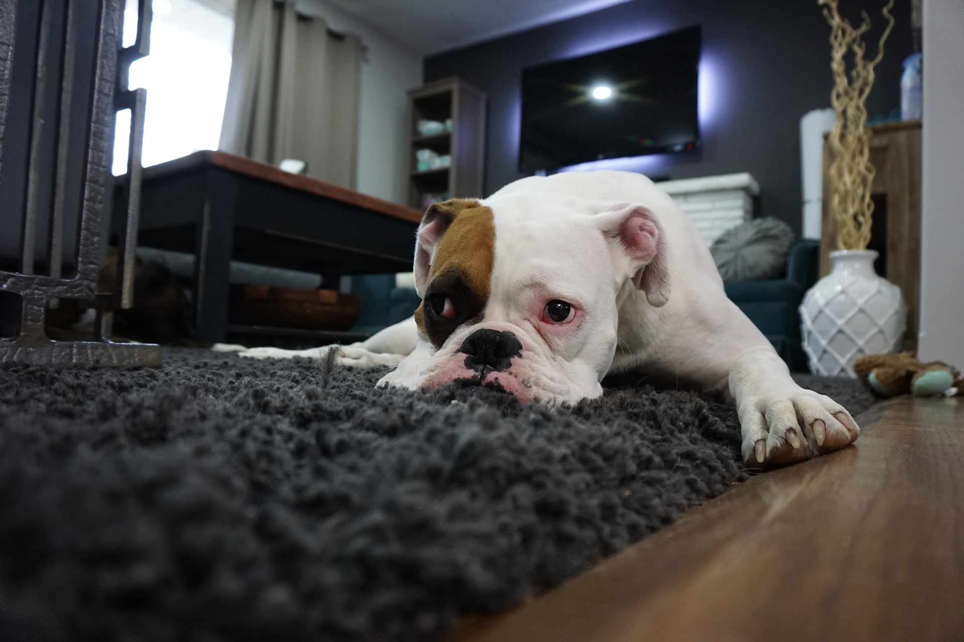 Hund Hund